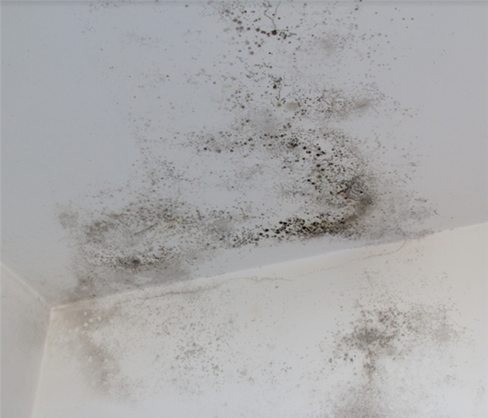a corner of a room covered in mold that is growing on the walls